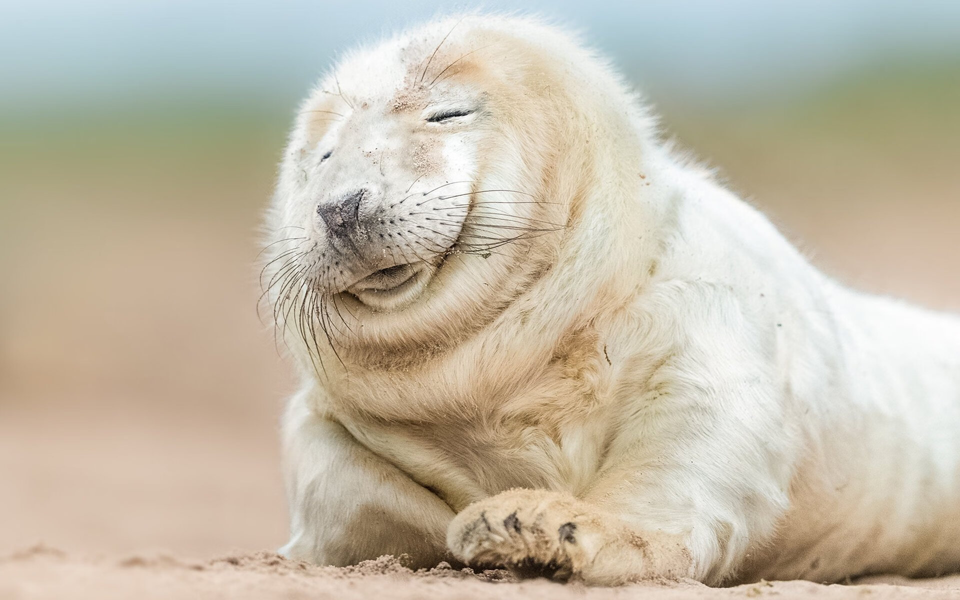 “胜利的喜悦”——夺冠车手的激情瞬间全集,胜利冠军歌曲