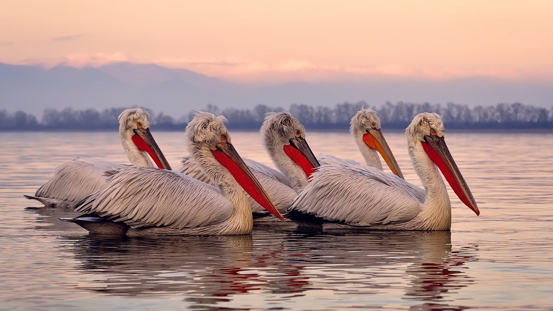 从逆境到荣耀:追寻那段难忘的夺冠历史,从逆境中走出来的经历