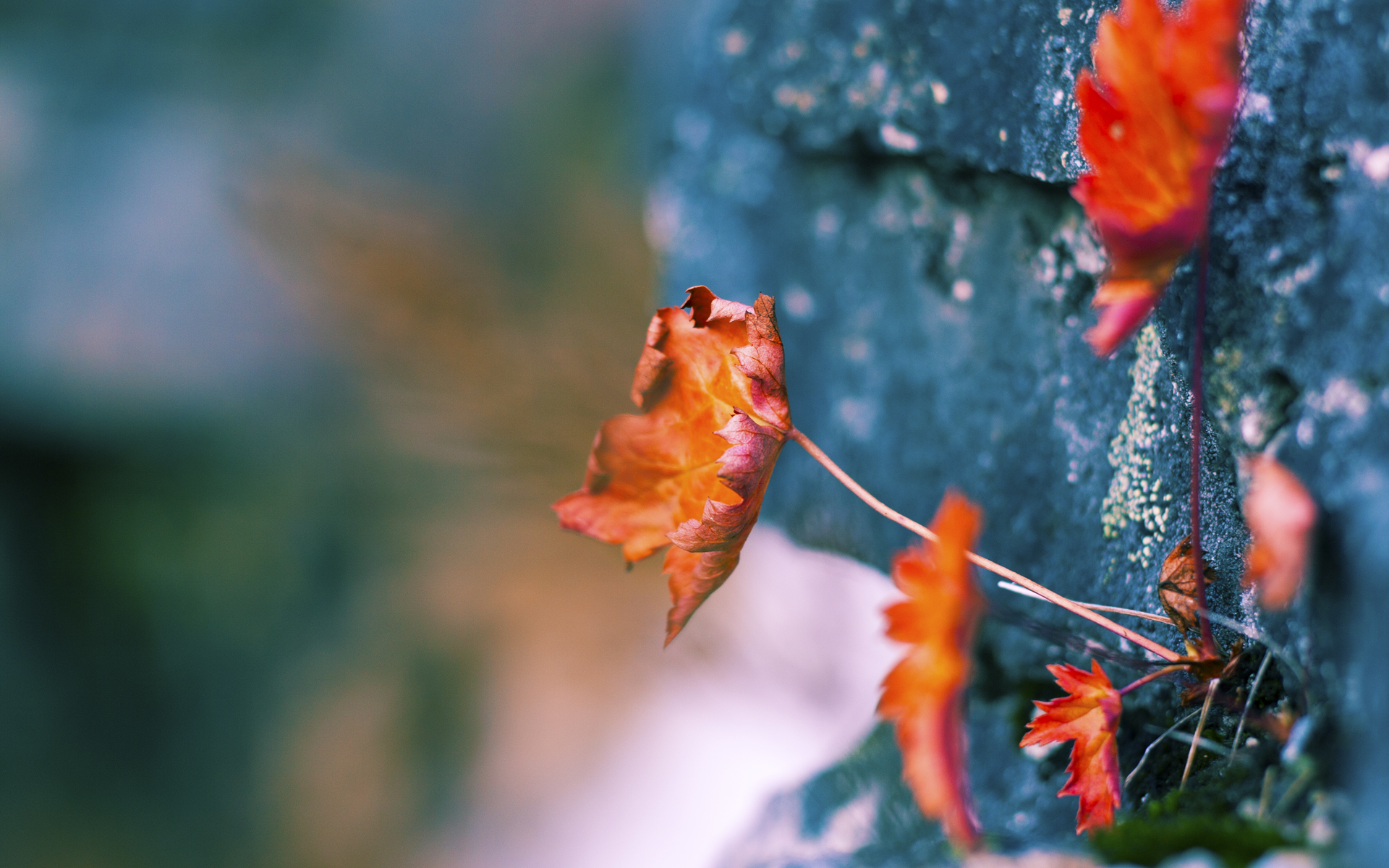 墨西哥马术协会举办马匹护理培训班,提高骑手护理技能。,墨西哥马拉松运动员