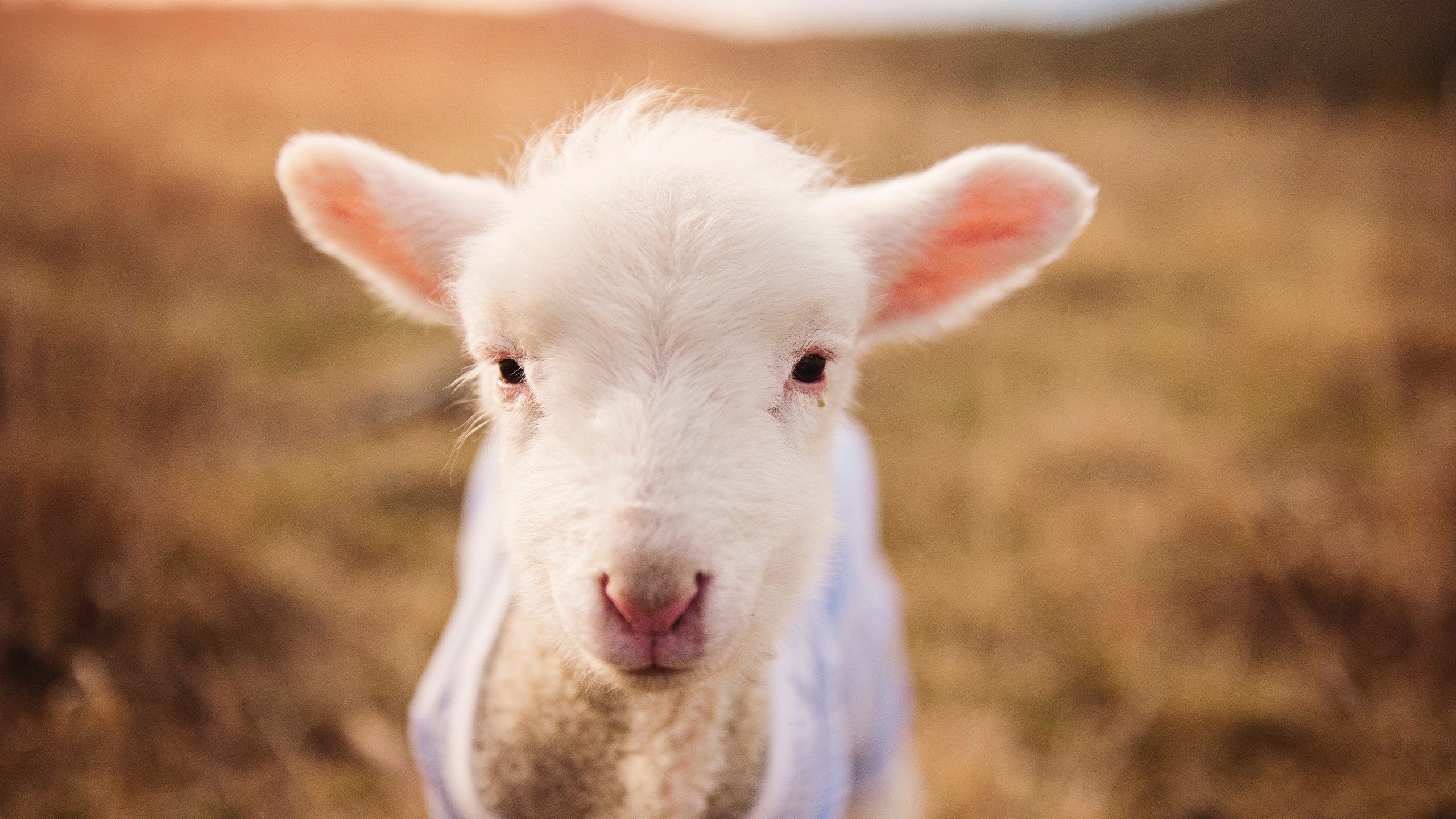 爱游戏体育平台-山地滑翔伞飞行体验，极限速度中的自由之旅，平地滑翔伞