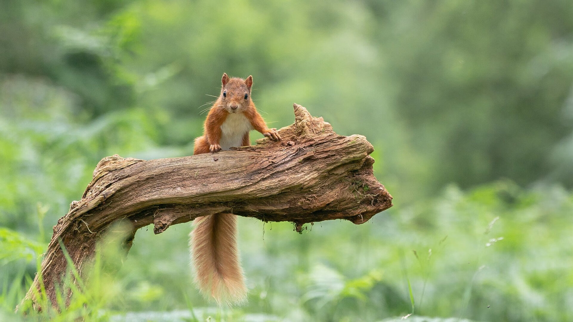 快船核心伦纳德将接受膝盖手术，赛季报销，快船队伦纳德受伤