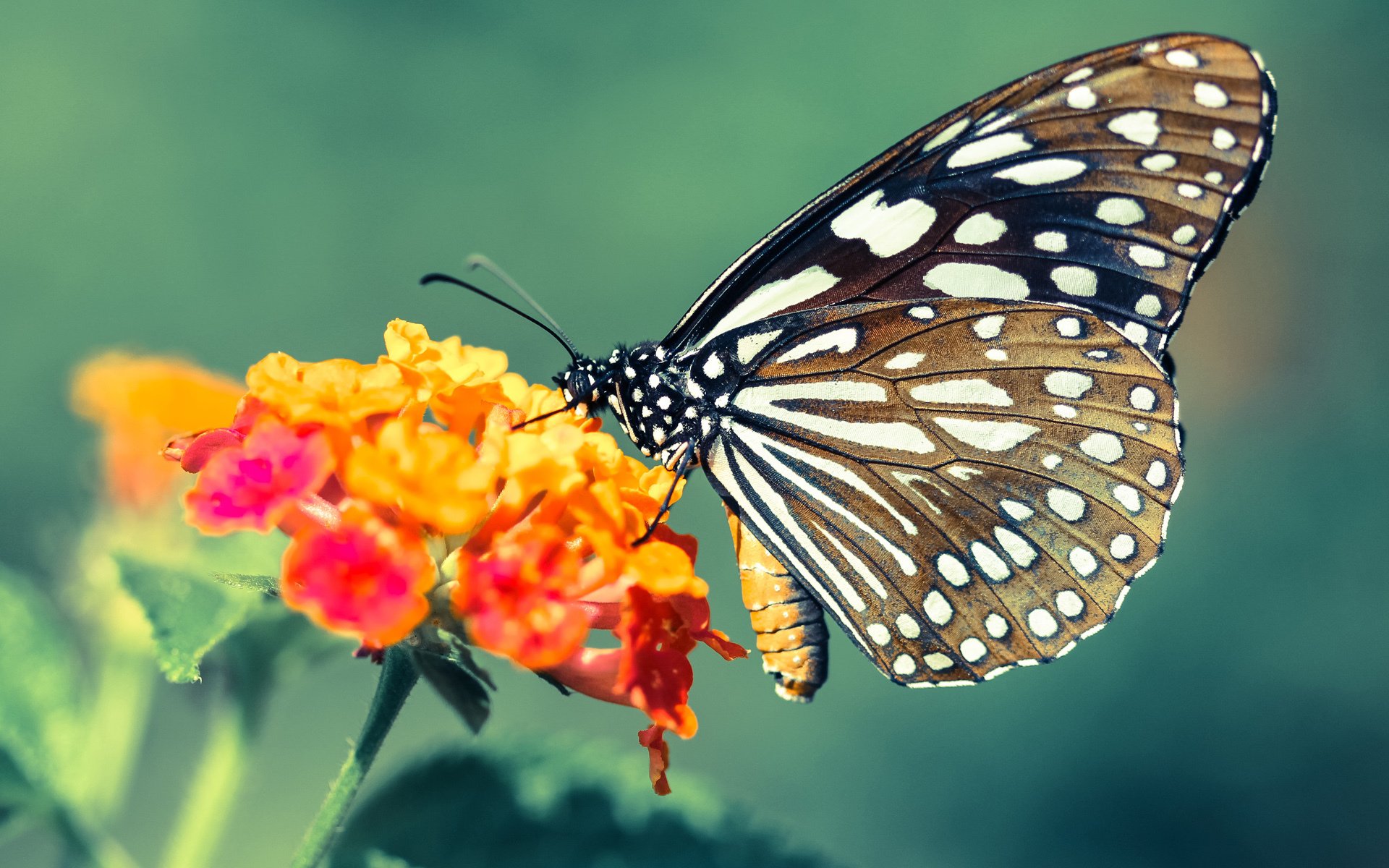 爱游戏平台-王者荣耀 赛季后半程精彩纷呈，王者荣耀赛季结束什么时候更新段位