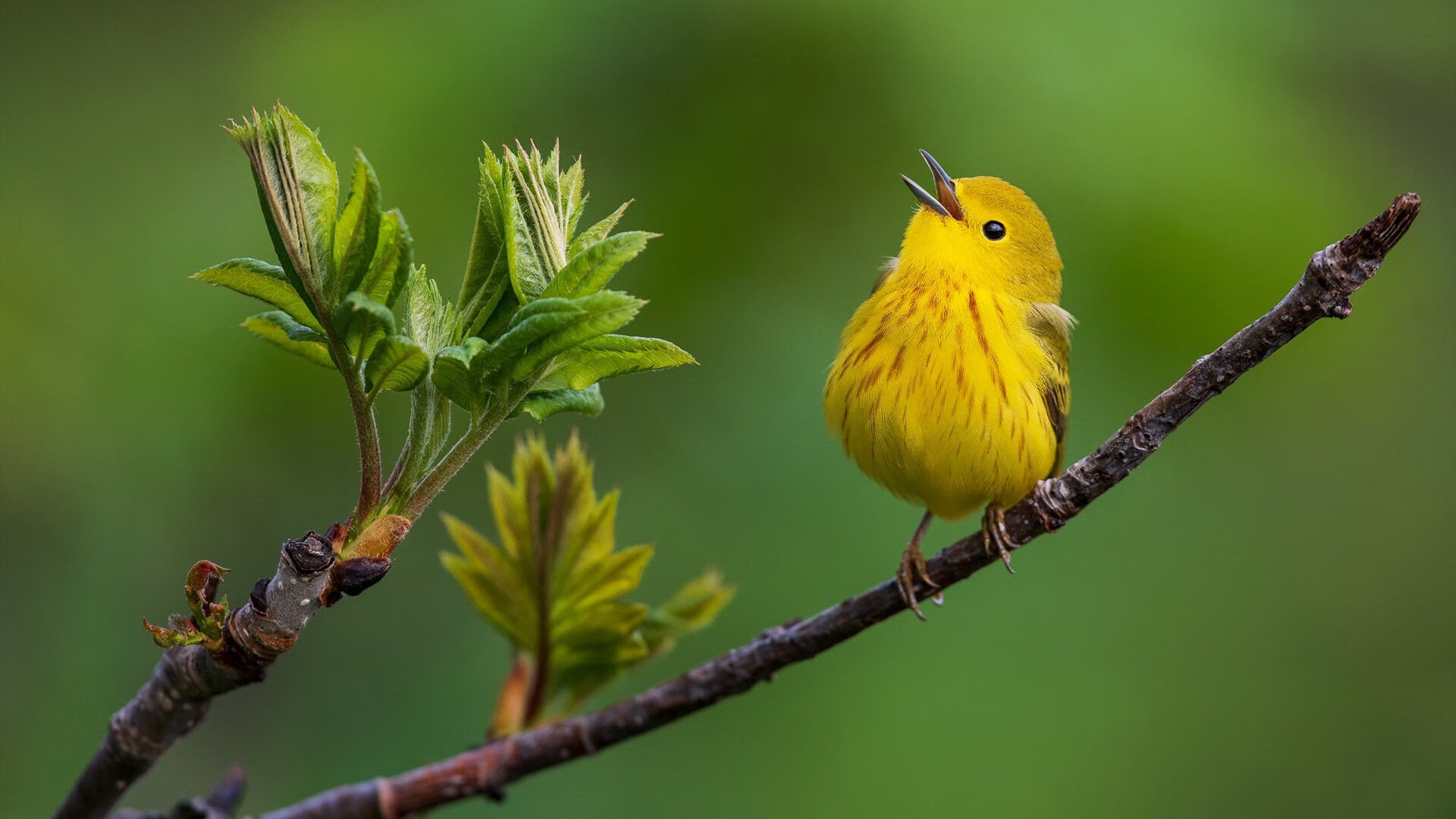 绝地求生全国线上淘汰赛火爆开启，实力战队争夺高分，绝地求生淘汰被淘汰是什么意思