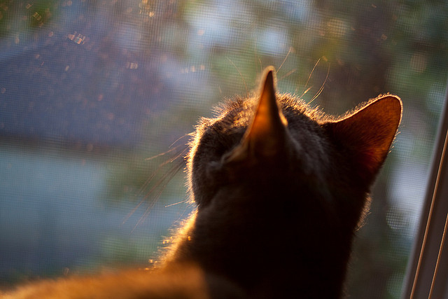 足球公益志愿服务纳入社区项目,足球志愿者招募