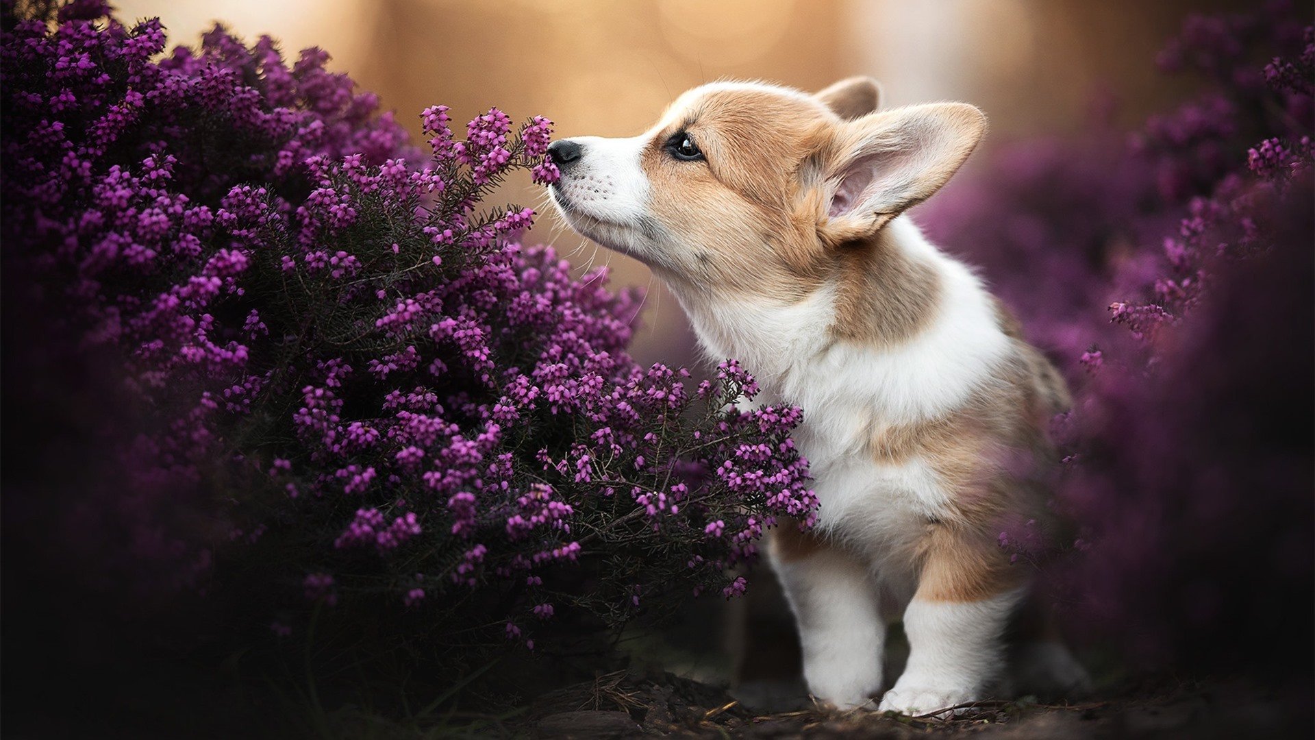 爱游戏app下载-EDG加强运动员赛季恢复和再训练规划，edg报名训练站