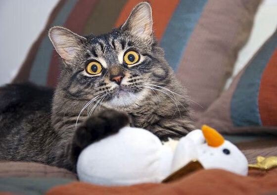 爱游戏平台-KPL战队体能训练成果显著，kpl战队训练赛怎么打的