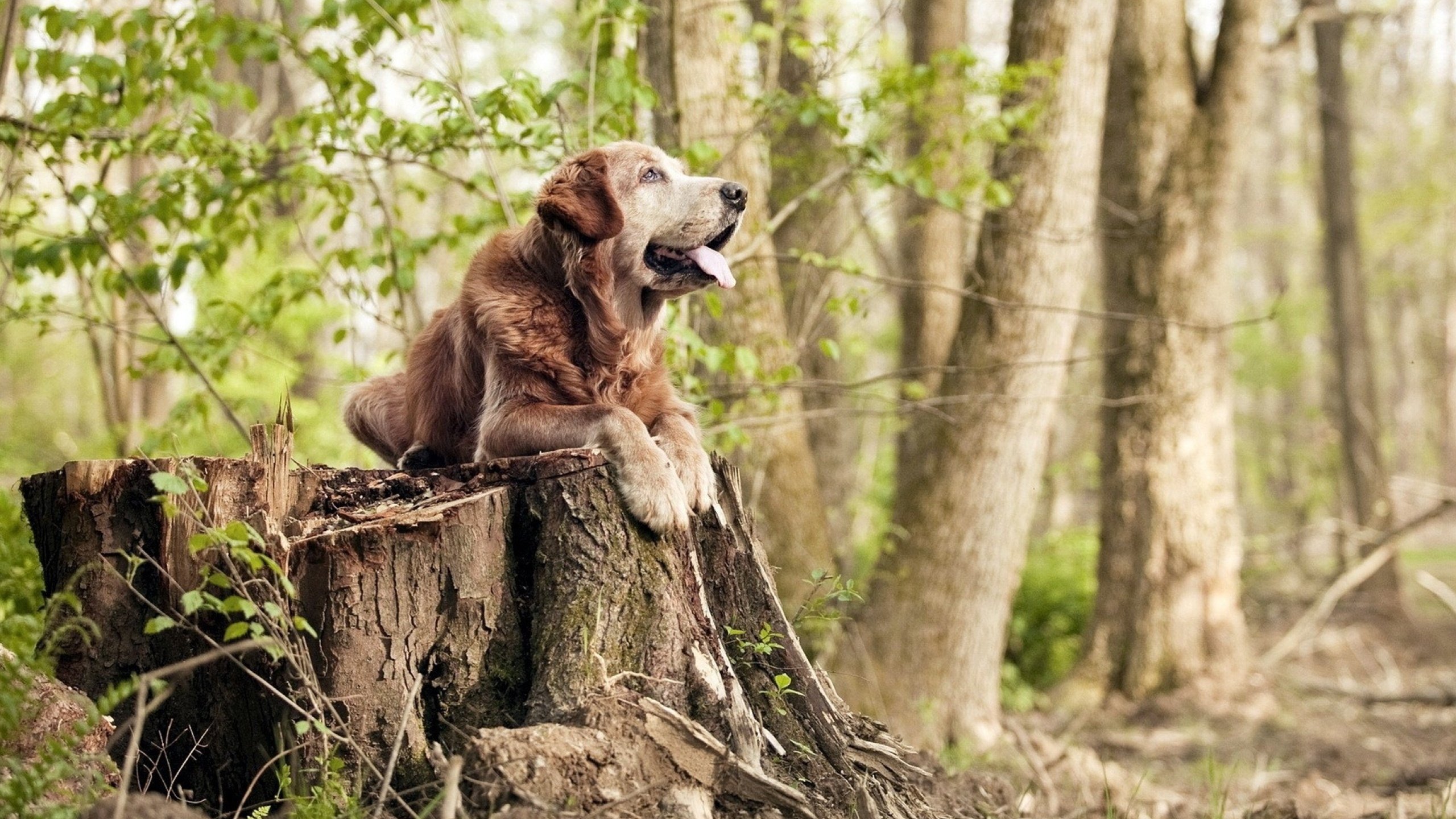国际篮坛传奇球员领袖风范世所公认