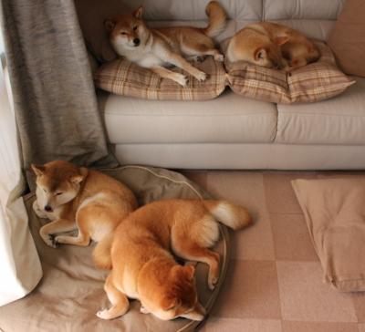 女足比赛选手赛场表现稳定,球迷欣喜观望,女足队员介绍