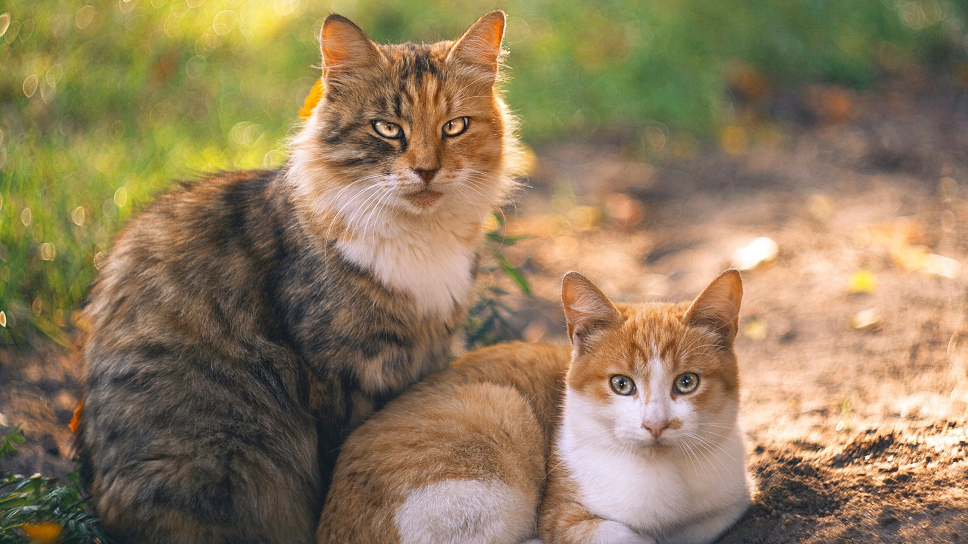 爱游戏官网-托特纳姆热刺主场惨败，遭遇重大挫败，托特纳姆热刺转会