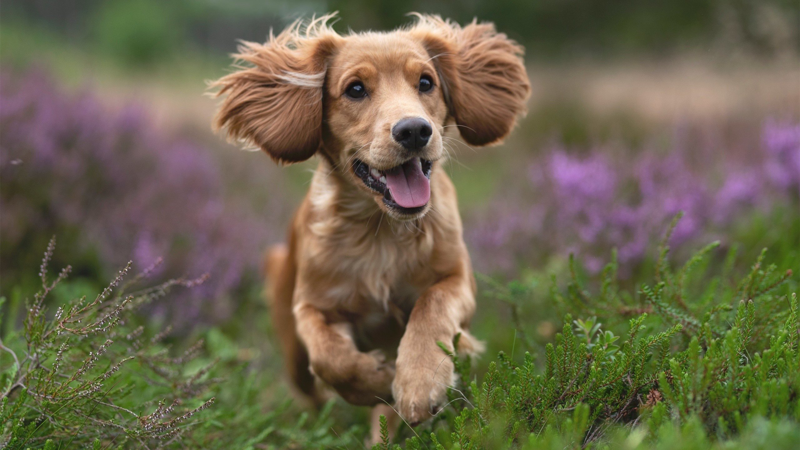 斯图加特取得关键胜利，逐渐走出低谷，斯图加特(等)