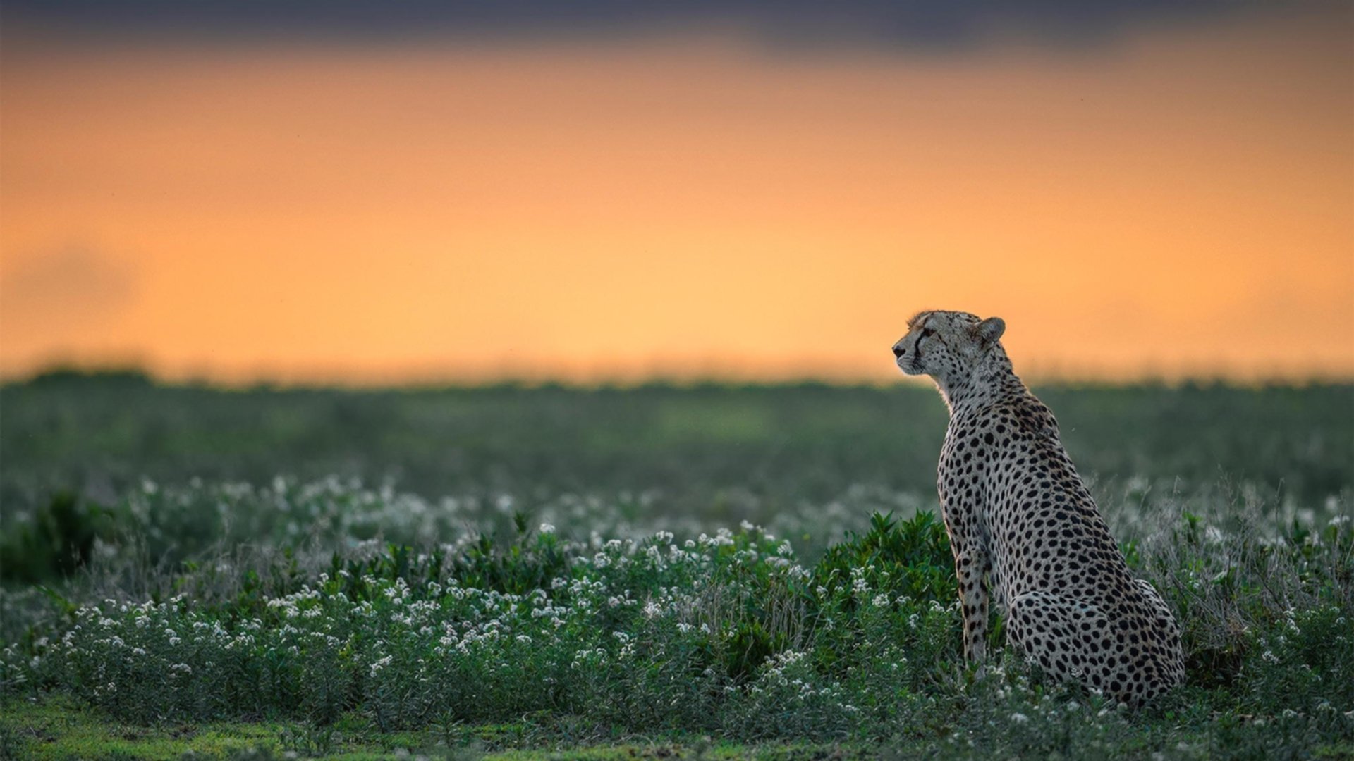 爱游戏平台-柏林赫塔告别连胜，主帅表示愿意改进，柏林赫塔ds