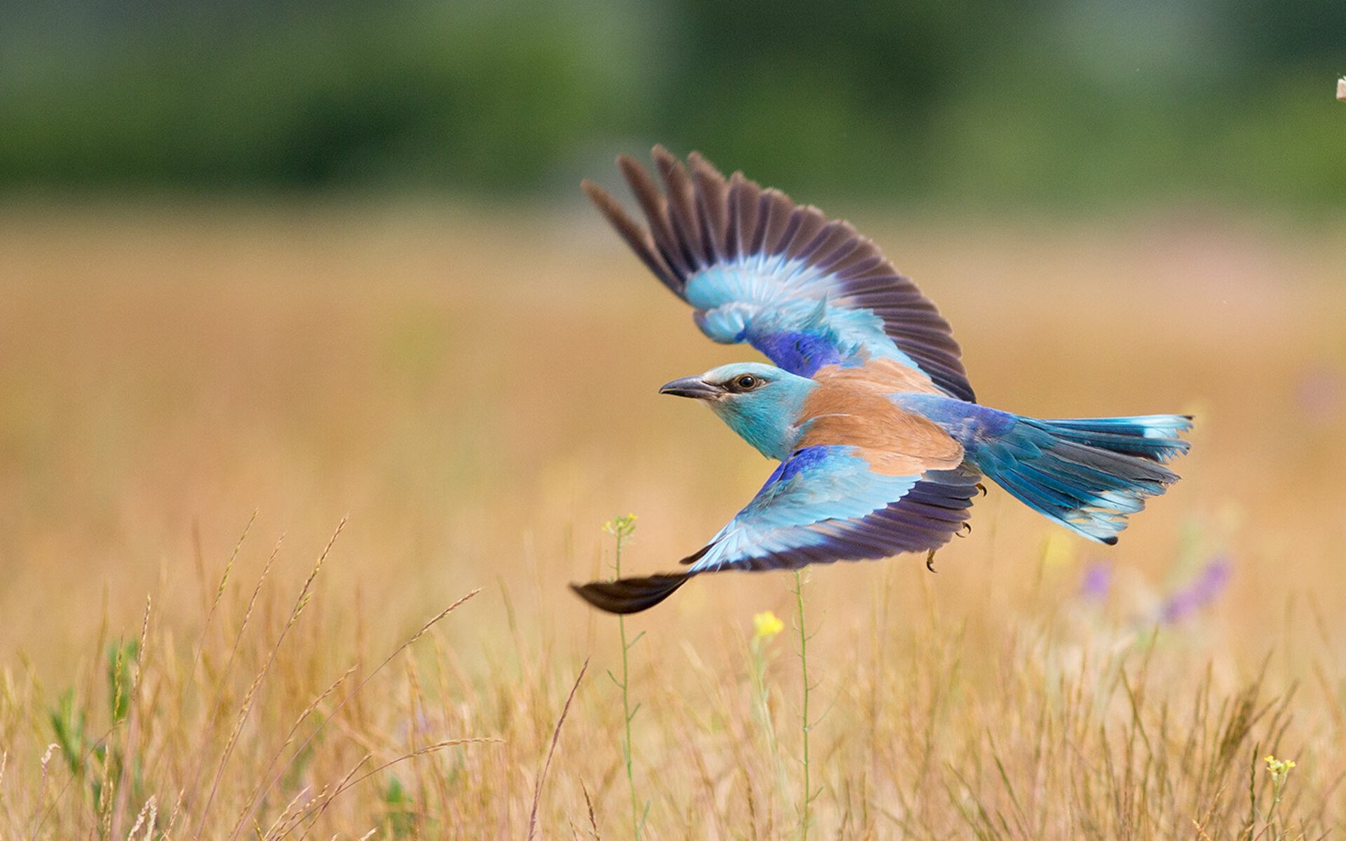 NBA球员伤病管理经验分享,nba球员伤病资讯