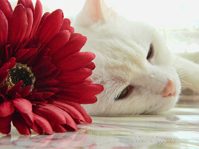 篮球运动员训练负荷监控及个性化调整技术研究,篮球课运动负荷