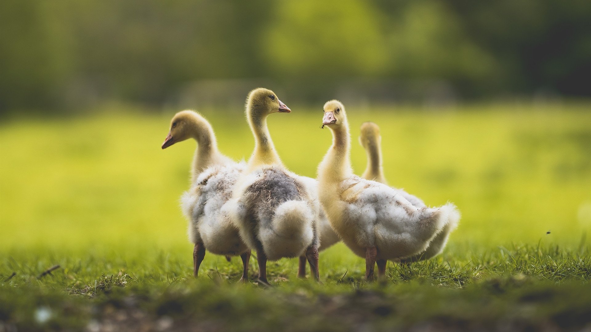 西甲赛季中球员疲劳管理与恢复干预技术创新