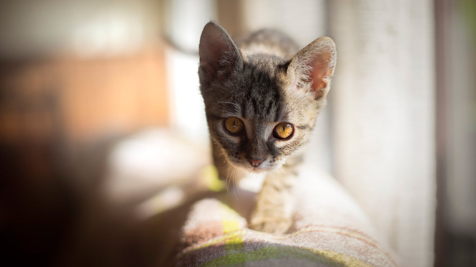 新加坡队未来挑战:如何提高球员的稳定性与抗压能力,新加坡国家队