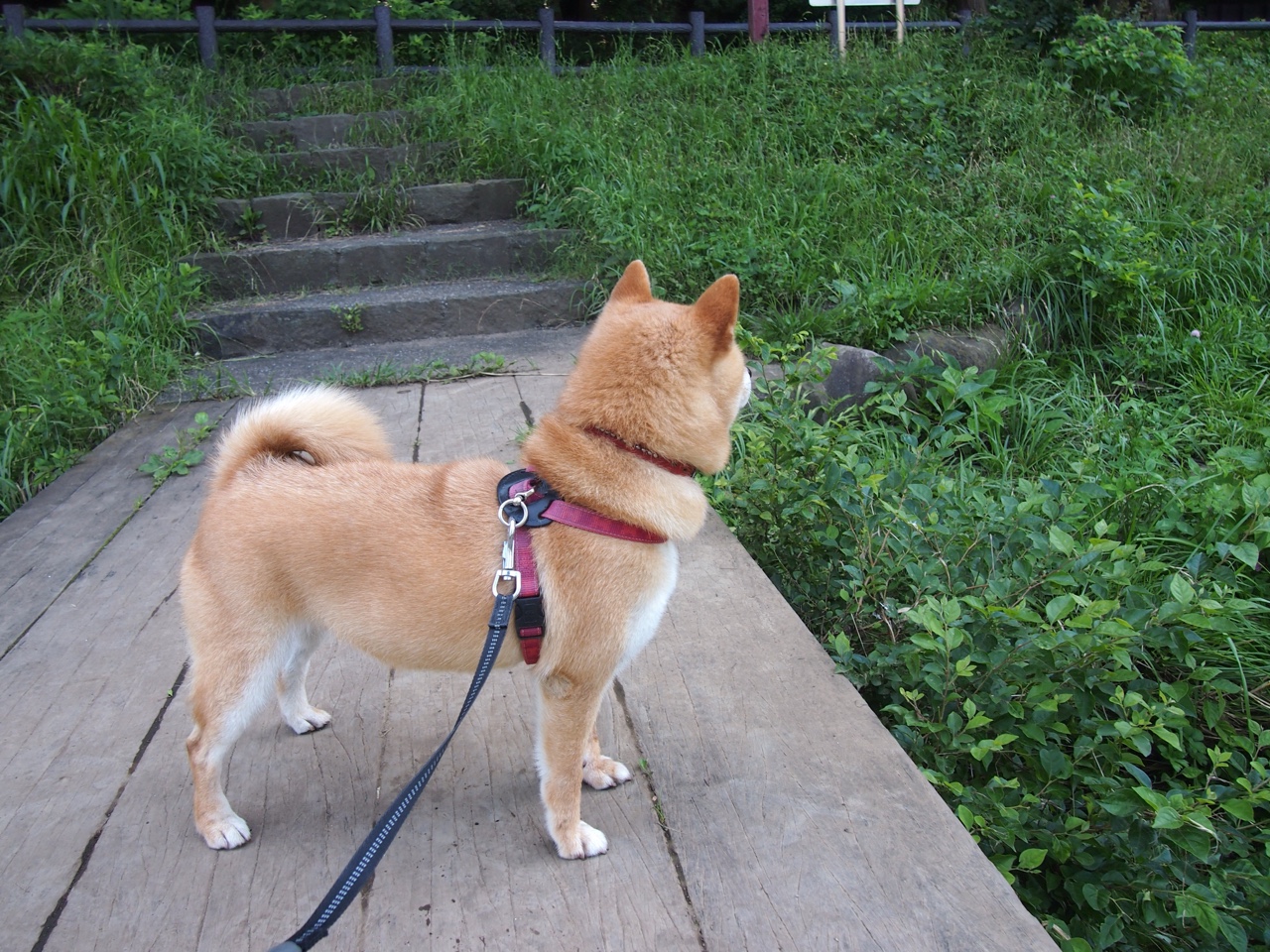 爱游戏 电竞-新加坡队赛制解析：如何通过战术配合取得最佳成绩，新加坡杯