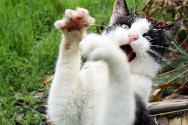 短赛制赛场争夺更激烈,球员备战加倍紧张,短时赛可以升段吗