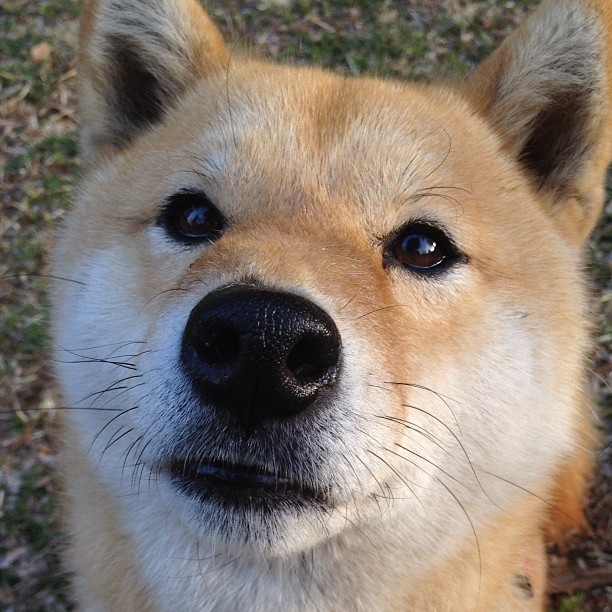 爱游戏体育平台-德甲快节奏冲击：攻不破的防线终将崩碎，德甲打法