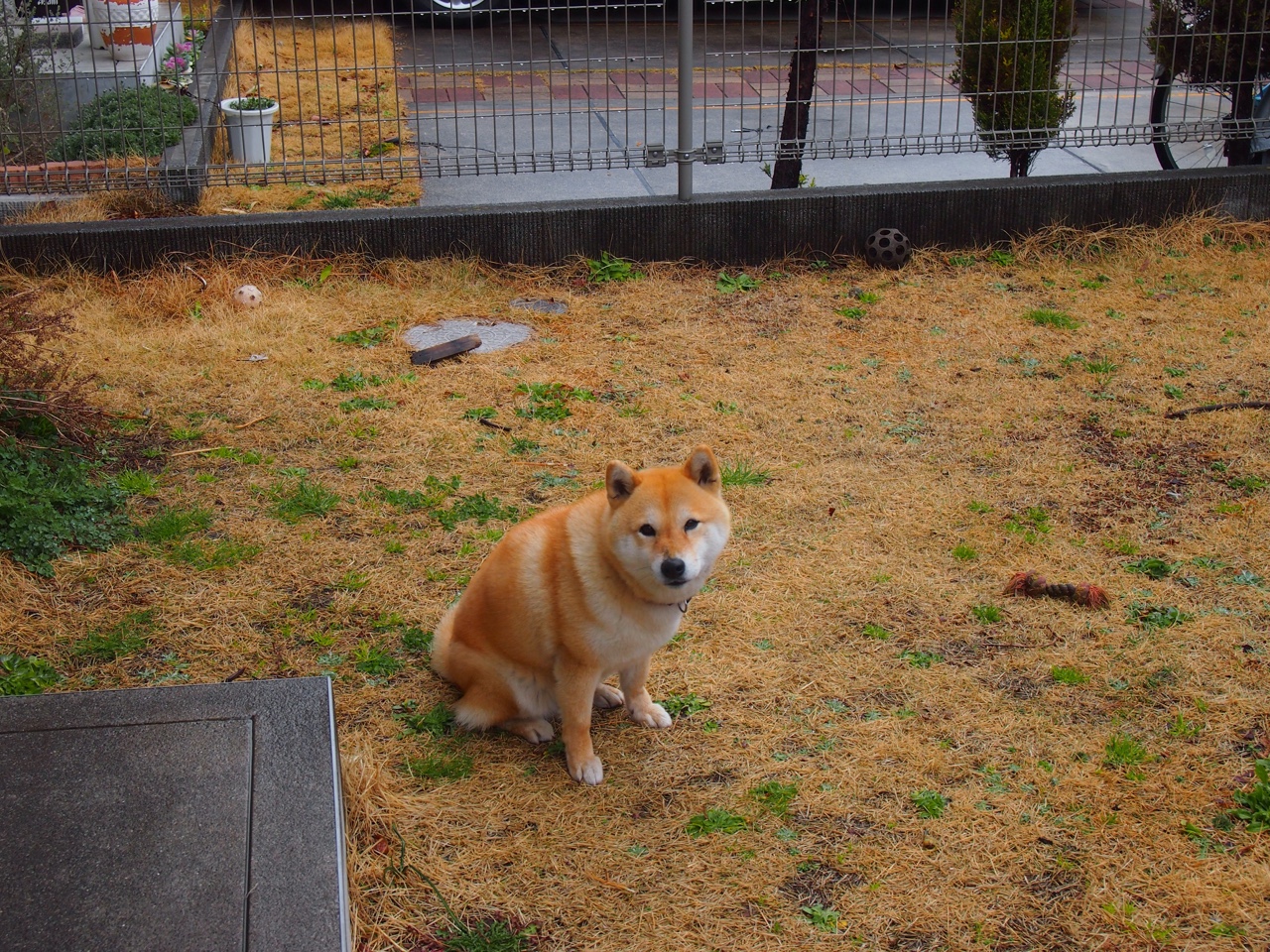 火箭防守轮换更加默契连续封盖对手,火箭现在的防守教练是谁