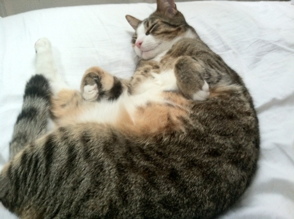 球员挑战高强度训练自我突破展现不服输的职业拼搏精神,职业球员训练强度多大