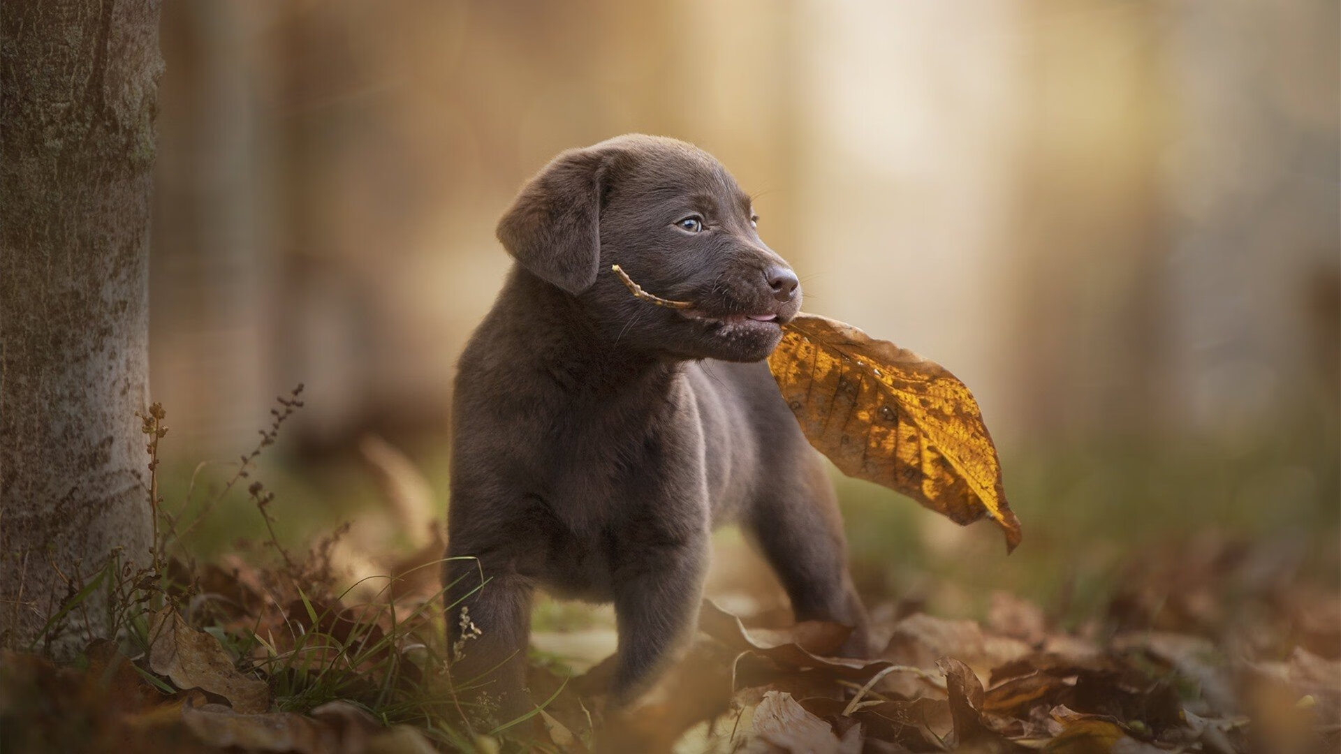 爱游戏体育APP下载-阿森纳青训不断成长，未来巨星不断涌现